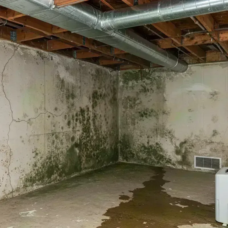 Professional Mold Removal in Naperville, IL